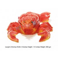 Red Lobster Medium